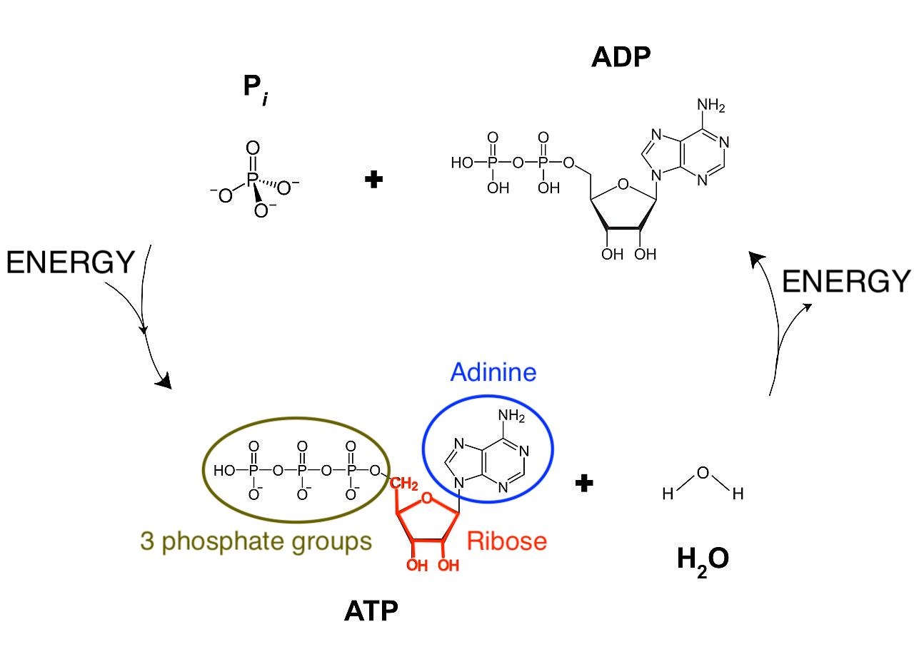 Our energy coin ATP-ADP. Adinosine-triphosphate (ATP) consists of a base adinine, a ribose sugar and 3 phosphate groups. Splitting a phosphate group from adinosine-triphosphate (ATP) by a reaction with water (H\(_2\)O) results in adinosine-diphosphate (ADP), a free phosphate group and releases energy. The other way around, energy can be stored as chemical energy by binding a phosphate group to ADP (Source: Adapted from Wikipedia)