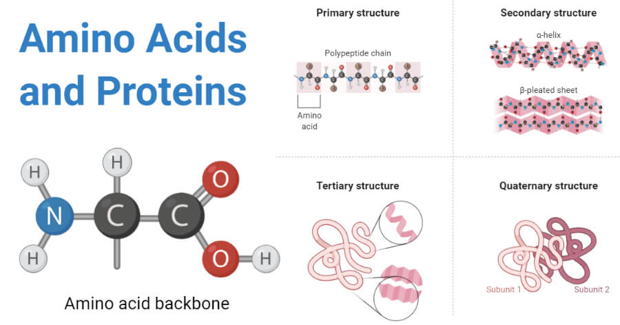 Amino acids are simple molecules. They can be combined in long molecules, polymers, also known as proteins. Their long chain of amino acids spontaneously folds into a complex 3D structure from which their biological function emerges (Source: thebiologynotes.com)