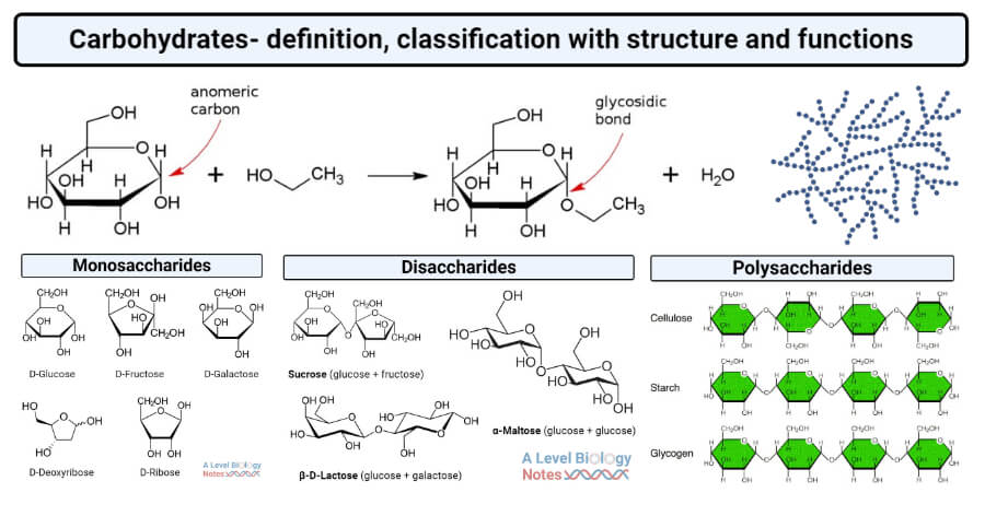 Carbohydrates perform the important functions of storage, energy source and structure. They can be organised in biopolymers, long chains of carbohydrate molecules that are bound together. The polysaccharides starch and glycogen for instance are used to store energy by plant and animal cells, respectively. Cellulose, on the other hand, is a polysaccharide that gives plants structure. Deoxyribose and ribose are important carbohydrates that form the backbone of the biopolymers DNA and RNA, respectively. (Source: thebiologynotes.com)