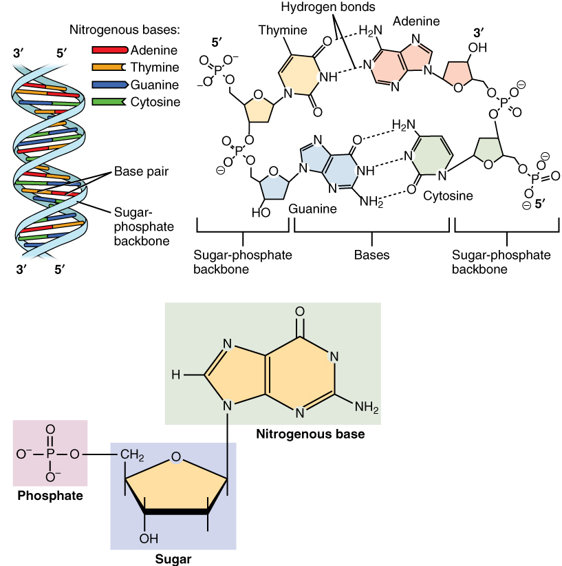 DNA is a polymer composed of two polynucleotide chains that coil around each other to form a double helix carrying genetic instructions for the development, functioning, growth and reproduction of all known organisms and many viruses. Each DNA single strand consists of a chain of nucleotides. Each nucleotide is build from a deoxyribose sugar that forms the backbone of the DNA  polymer, a phosphate group that is used to connect the deoxyribose sugar molecules and a base adenine (A), cytosine (C), guanine (G) or thymine (T) that are the carriers of information. The bases form hydrogen bonds between cytosine and guanine, and, adenine and thymine to assemble single stranded DNA in double stranded DNA. (Source: Wikipedia)