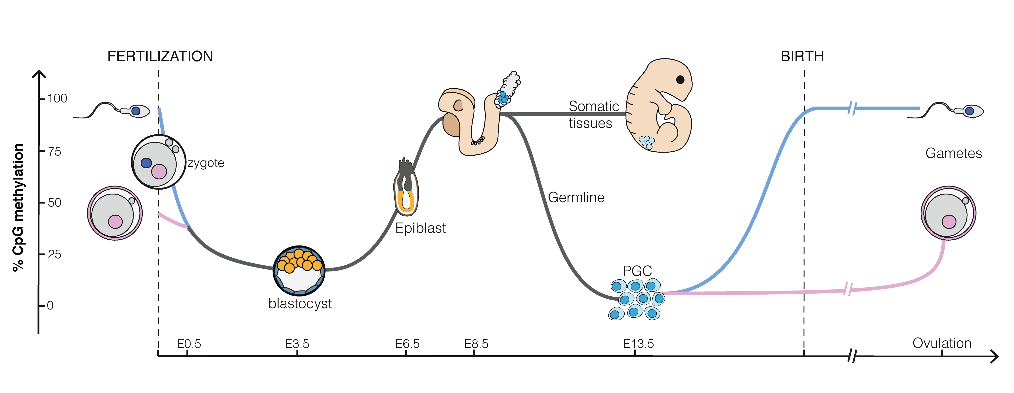 Epigenetics in embryo genesis at CpG islands, regions that can bind with many methyl groups. All CpG islands of a sperm cell are almost fully methylated. That of an egg cell are methylated around 50%. Upon fertilization the methylation drops and almost all genes become accessible for the undifferentiated blastula. As cells differentiate and get specific functions in tissues methylation increases again (Source: Mariuswalter, Wikipedia)