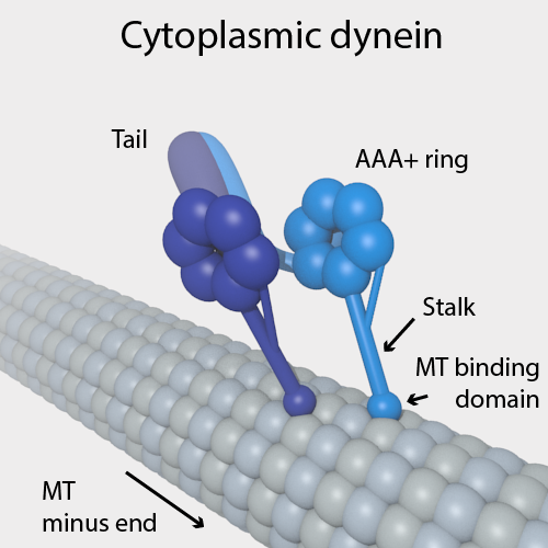 Microtubulus (long filamentous protein) with Dynein motor protein attached (Source:  Wikipedia)