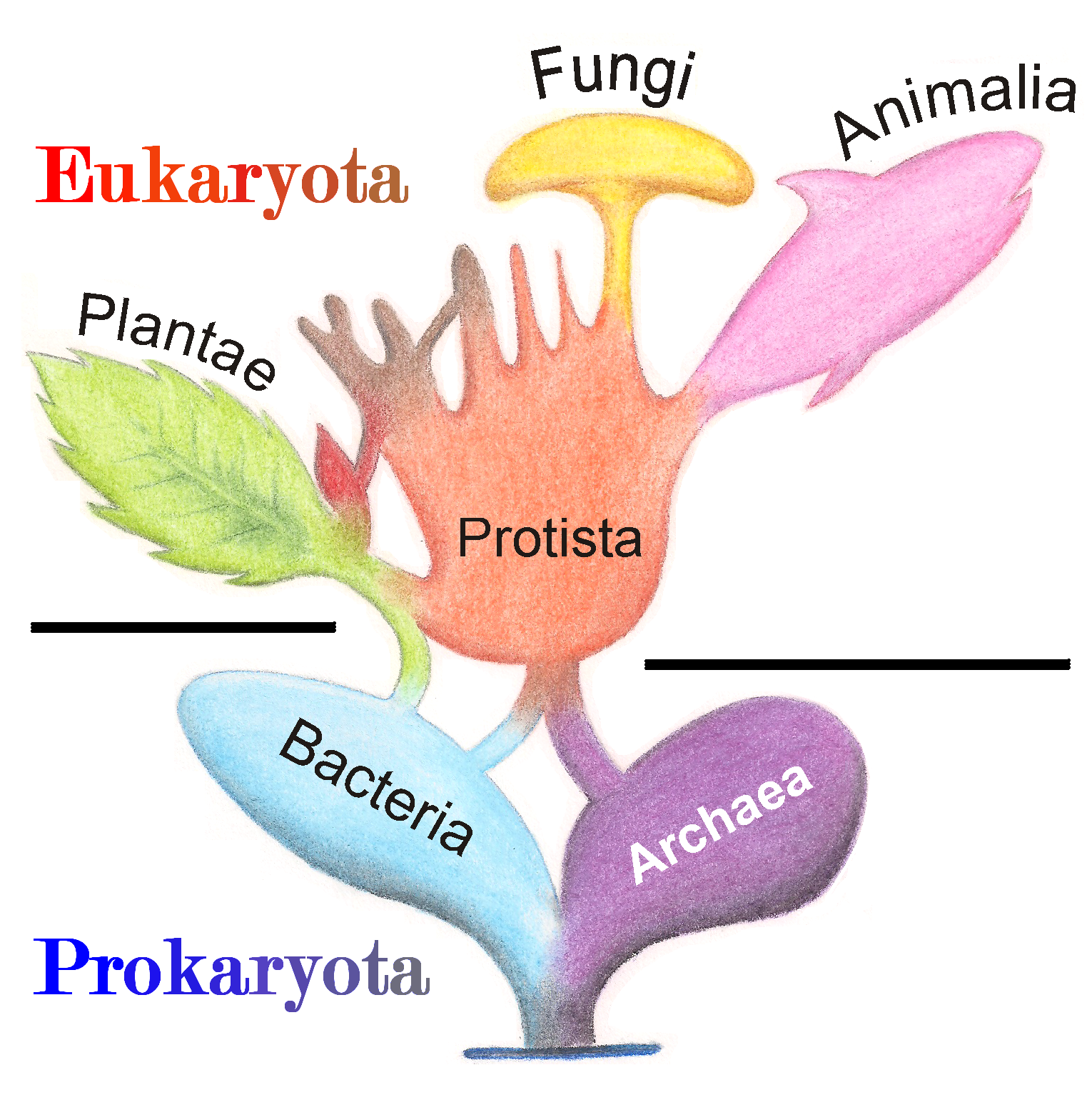 Two-part (eukaryotic vs prokaryotic) five kingdom taxonomy reflecting evolutionary history: prokaryotic bacteria and archae-bacteria evolved into eukaryotic Protista that further evolved into Plants, Fungae and animals (Source: wikipedia)