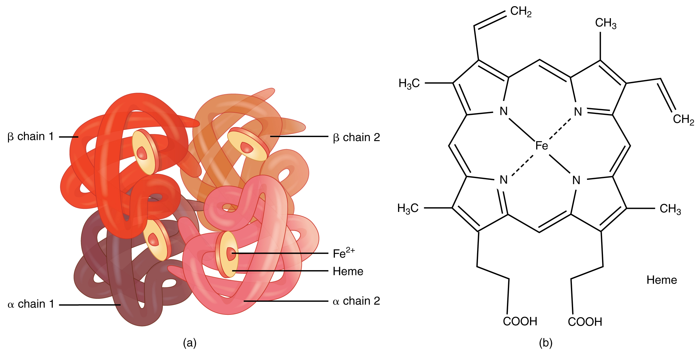 Structure of hemoglobin that consists of 4 subunits, each having a heme group with an iron molecule that can bind oxygen. This function emerges from its unique 3D structure (Source: Wikipedia)