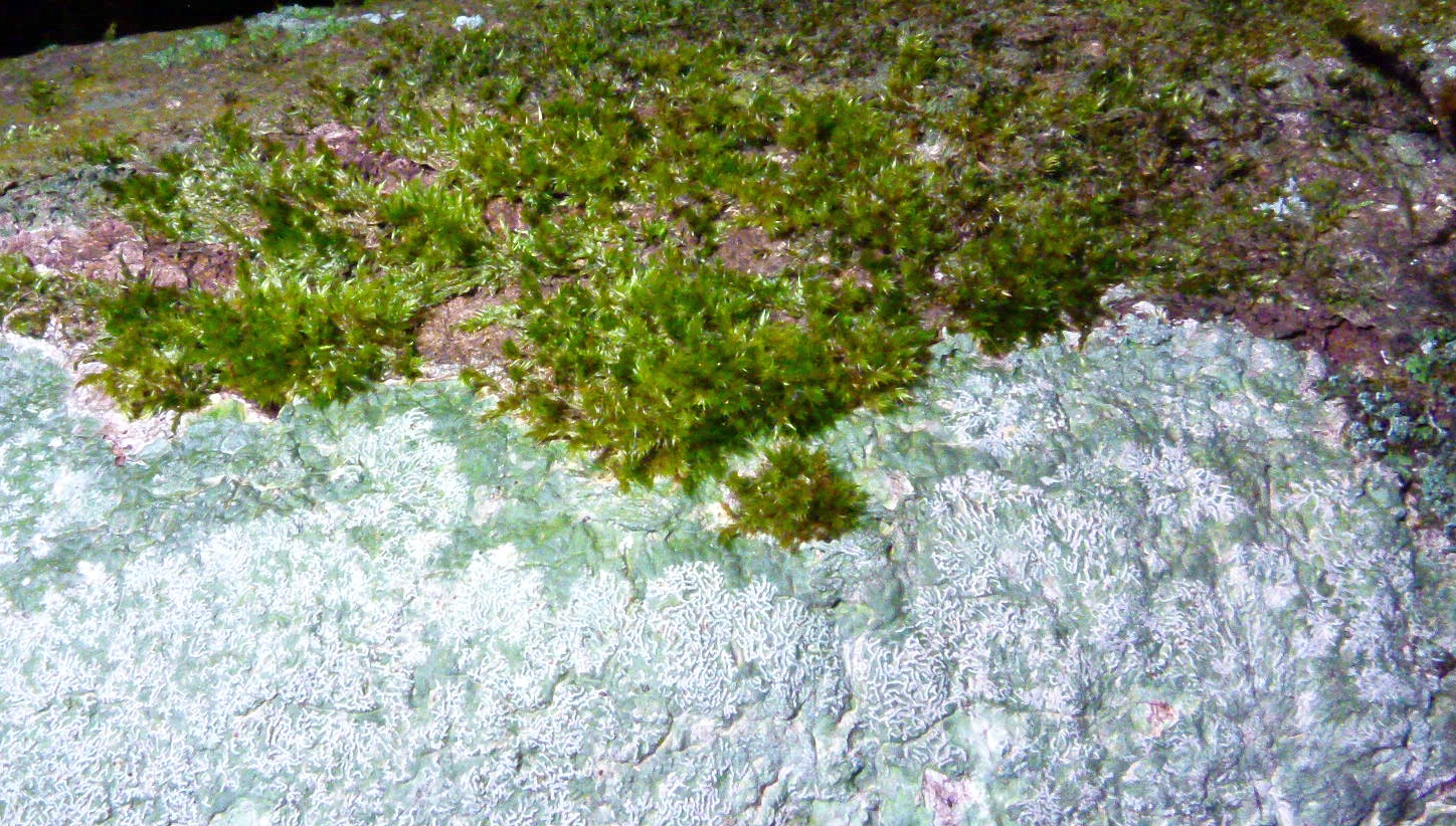 Lichens. Left: Lichens, a unique organism that can colonize rocks (Source: Shyamal, Wikipedia). Right: Lichens are a symbiosis of a green alga and a fungus. 1. Thick layers of fungal hyphae protecting the green alga 2. Green algae 3. Loosely packed fungal hyphae 4. Anchoring fungal hyphae that act as a kind of roots (Jdurant, Wikipedia).