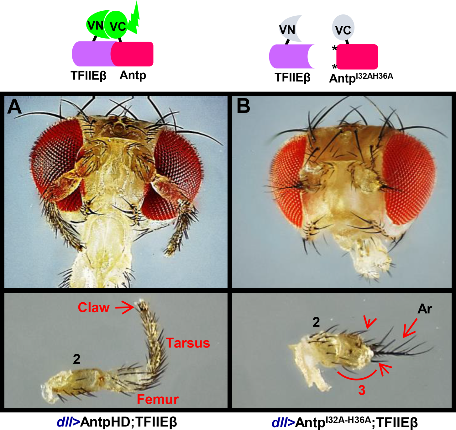 A small mutation can sometimes induce large phenotypic changes. Here, the mutation of the Antp gene is shown to lead to antenna-to-leg deformation in flies [@flyMut]. Panel A: Fly head with an antenna-to-leg deformation. Panel B: Fly head with a normal antenna formation.