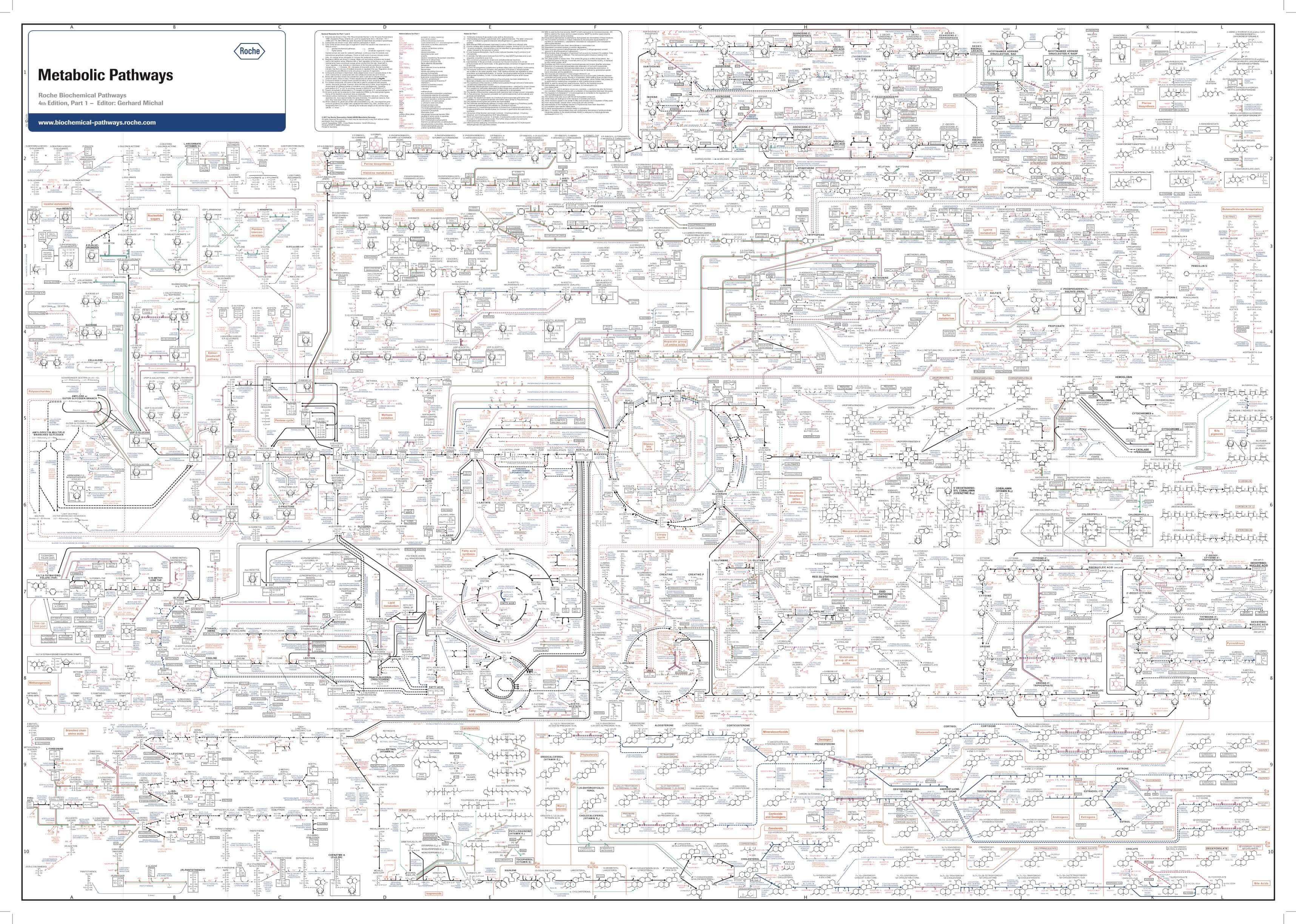 Network of the most important reactions in a living cell (Source: Dr. Gerhard Michal, Roche)