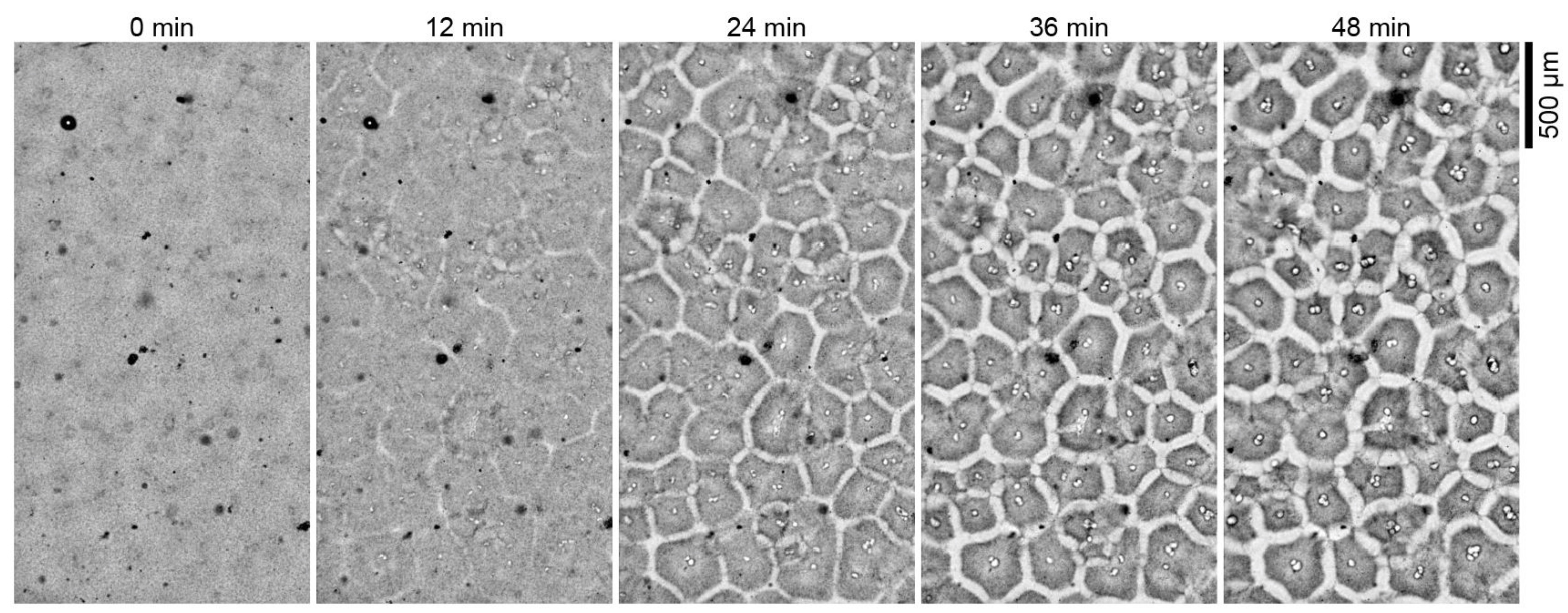 Homogenized Xenopus laevis egg cytoplasmic extracts spontaneously organized into cell-like compartments (Cheng and Ferrell 2019)