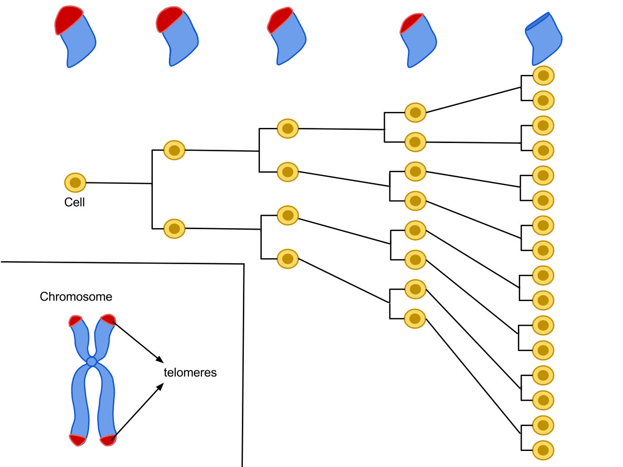 Telomeres are repetitive nucleotide sequences at the end of a chromosome. Each time a cell divides the telomeres on the end of the chromosome get smaller. The average cell will divide between 50 and 70 times before cell death (Source: Wikipedia).