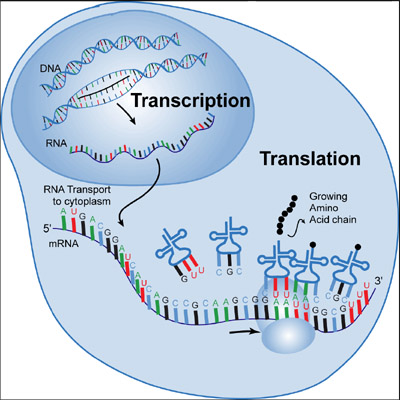 In the cell nucleus the DNA strand opens up and is transcribed into an RNA molecule. Upon processing, the messenger RNA (mRNA) travels from the nucleus to the cytosol where it is translated into proteins. The mRNA is the template that fits into a ribosome that has the function to bind transfer RNA molecules to the mRNA template. It does that by hybridising to a tRNA, which has a triplet of three nucleotides that are complementary to those of the mRNA template. The tRNAs have a amino acid on their tail, which is incorporated into a long chain of amino acids, the protein that is produced. If the amino acid is incorporated, the ribosome moves to the next triplet and the process happens all over with a new tRNA (Source: tokresources.org)