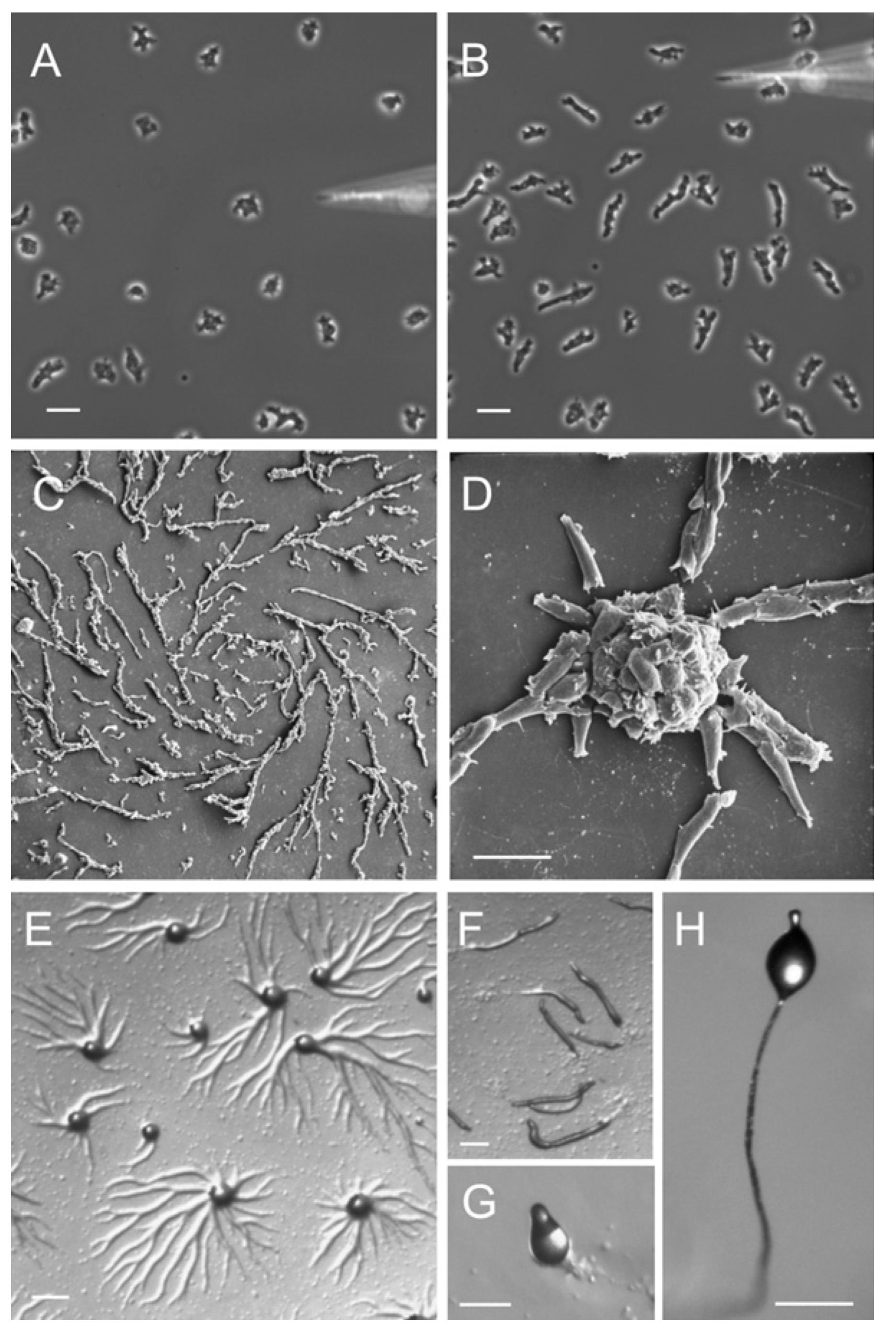 Stadia van de levenscyclus van Dictyostelium. (A - B) Dictyosteliumcellen bewegen naar cAMP dat wordt toegediend met een micropipet. Cellen die cAMP nog niet hebben waargenomen, worden getoond in (A). Binnen 1 of 2 minuten polariseren de cellen en migreren ze naar de cAMP bron (B). (C - D) Rasterelektronenmicrofoto van stromende Dictyostelium-cellen (C) en de vorming van aggregaten (D). (E) Vorming van aggregatiecentra op een agarplaat. (F) De aggregaten bewegen op een agarplaat. (G) Culminatiefase. (H) Vruchtlichaam. Figuur van Müller-Taubergen et al. 2012