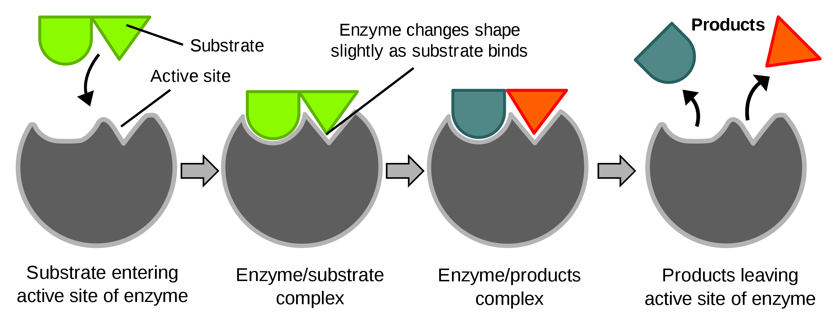 Diagram van een eiwit dat een enzymactie uitvoert (Bron: Wikipedia)