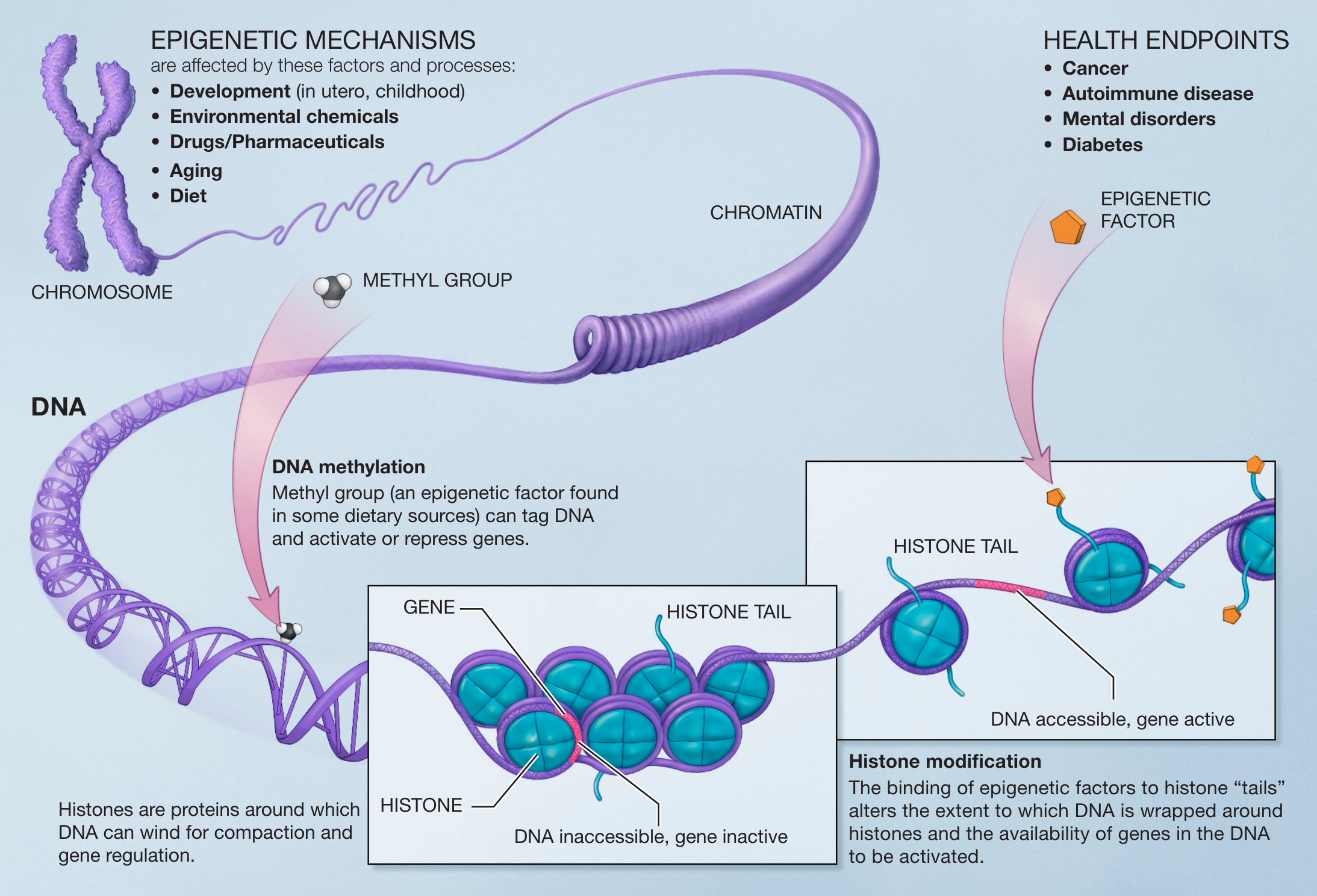 Principes van epigenetica. Kleine moleculen, epigenetische merkers, interageren met het DNA en histonen. Ze kunnen ervoor zorgen dat een gen toegankelijk of ontoegankelijk wordt voor RNA-transcriptie (Bron: NIH, Wikipedia)