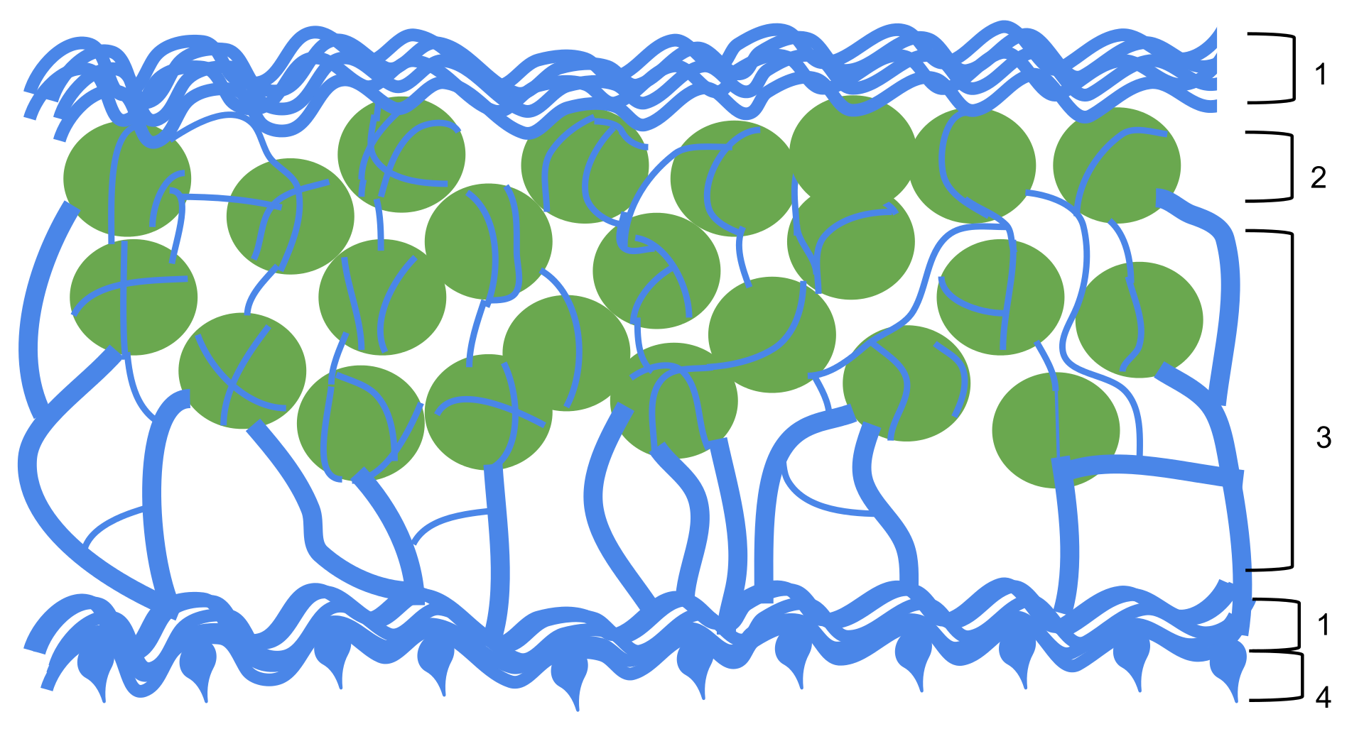 Links: Korstmossen, een uniek organisme dat rotsen kan koloniseren (Bron: Shyamal, Wikipedia). Rechts: Korstmossen zijn een symbiose van een groene alg en een schimmel. 1. Dikke lagen schimmeldraden die de groene alg beschermen 2. Groenalgen 3. Los opeengepakte schimmeldraden 4. Verankerende schimmeldraden die als een soort wortels fungeren (Jdurant, Wikipedia).