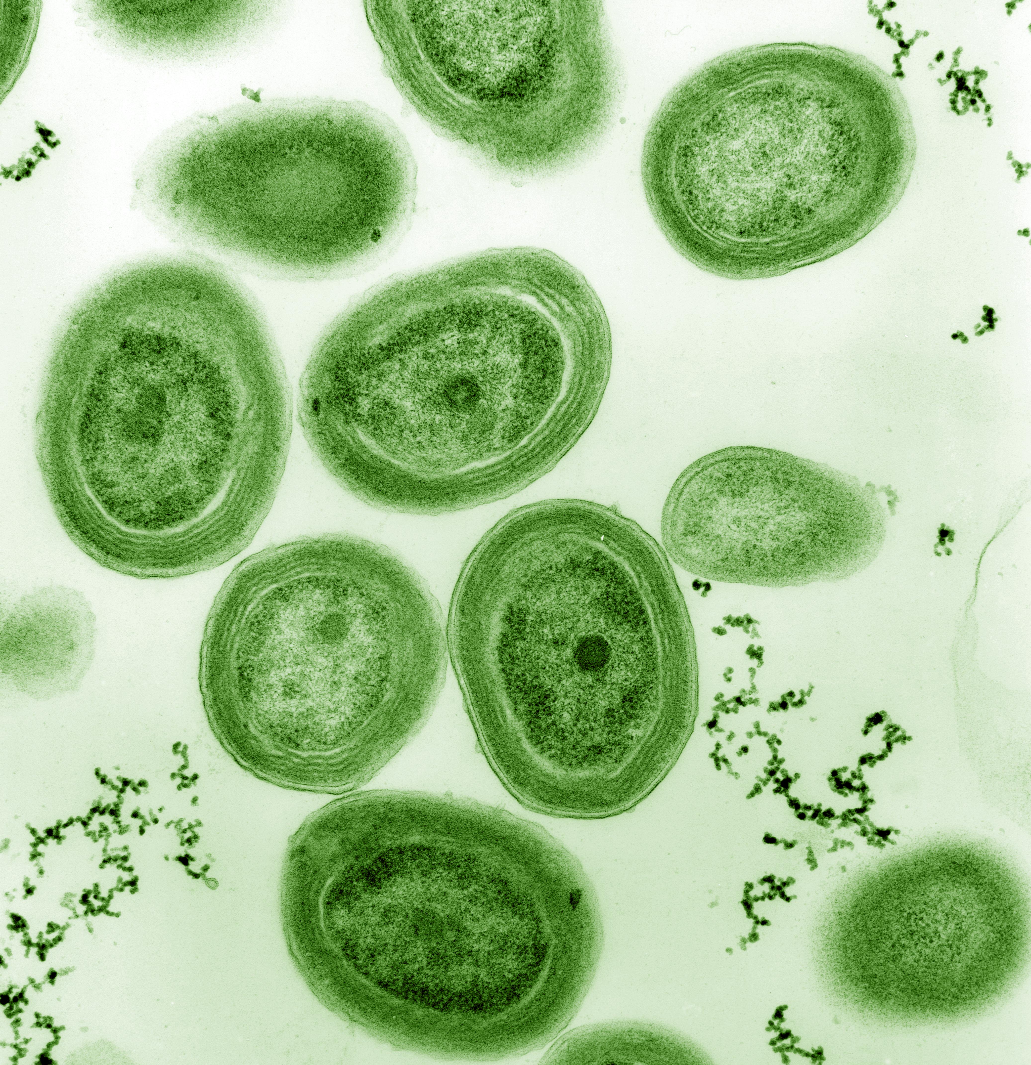 Cyanobacteriën, eencellige organismen die aan fotosynthese doen. Ze speelden een sleutelrol in de ontwikkeling van het leven en veranderden de aarde radicaal door zuurstof in onze atmosfeer te brengen (Bron: Chisholm Lab, Wikipedia)