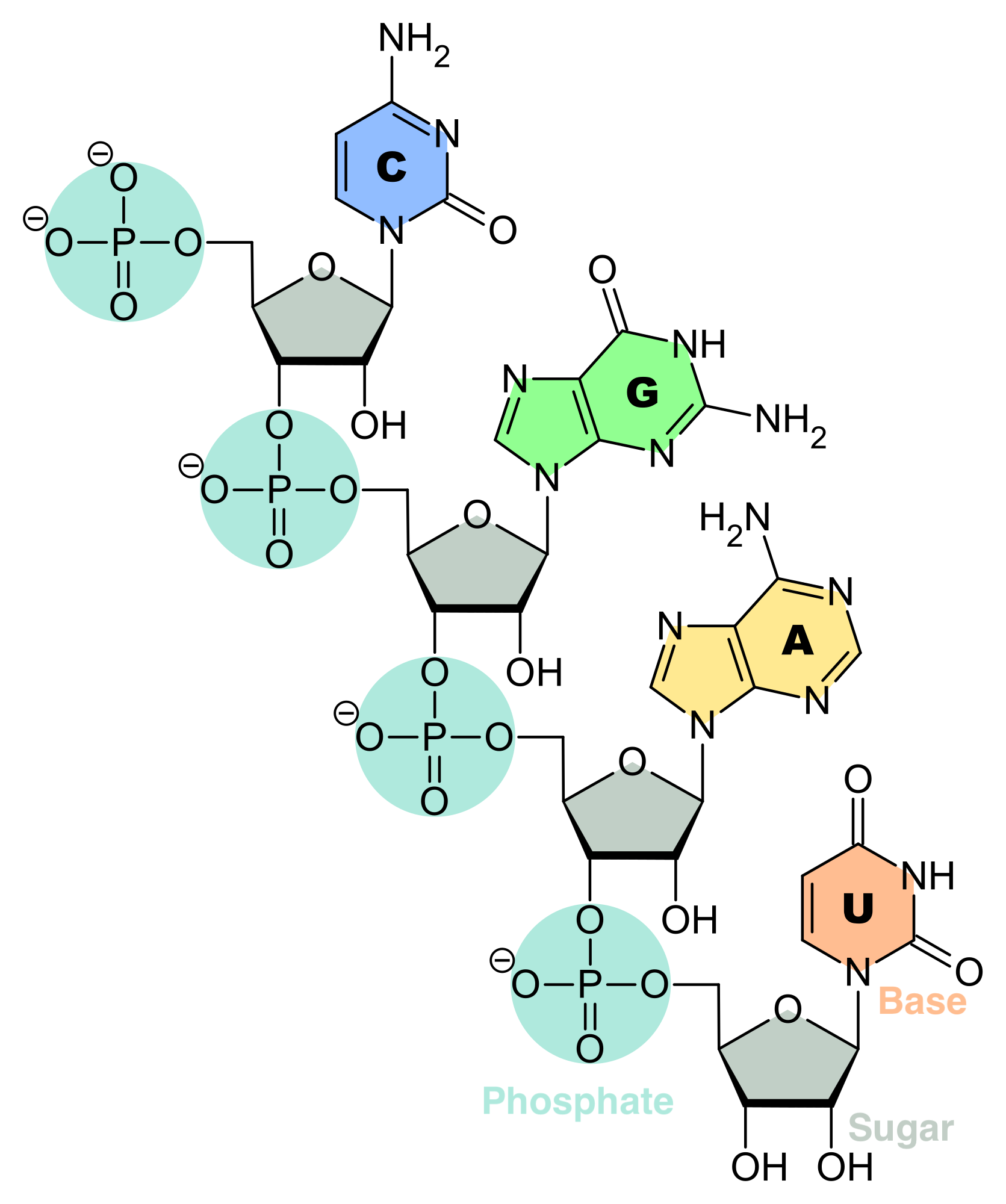 RNA is een biopolymeer met verschillende biologische rollen bij het coderen, decoderen, reguleren en expressie van genen. RNA bestaat uit een keten van nucleotiden. Elke nucleotide is opgebouwd uit een ribosesuiker die de ruggengraat vormt van het RNA-polymeer, een fosfaatgroep die wordt gebruikt om de ribosesuikermoleculen met elkaar te verbinden en een base adenine (A), cytosine (C), guanine (G) of uracil (U) die de dragers van informatie zijn. De basen kunnen waterstofbruggen vormen tussen cytosine en guanine, tussen adenine en uracil, en tussen adenine en thymine (een base uit DNA) (Bron: aangepast van Wikipedia)