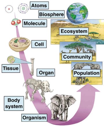 Multicellulaire organismen en biologische organisatie (Bron: mrssmithsbiology)