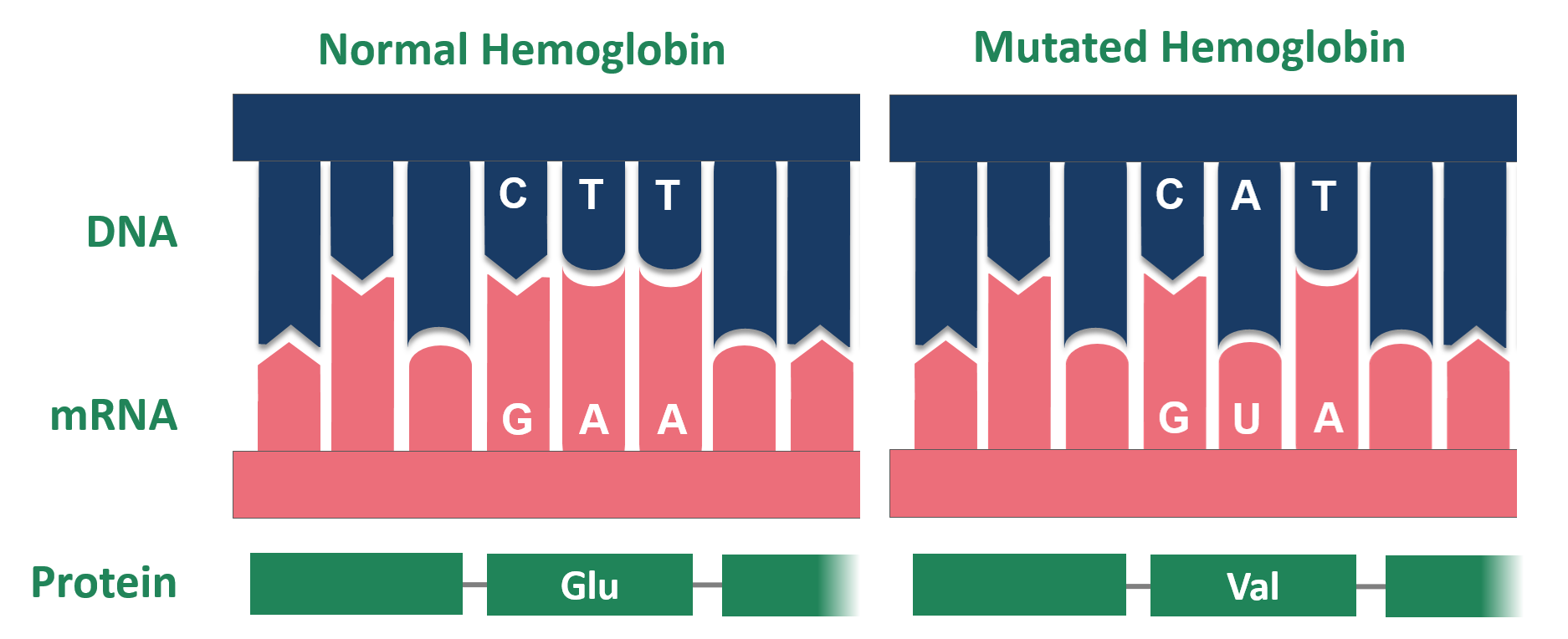 Mutatie van hemoglobine bij patiënten met sikkelcelanemie (Bron: Wikipedia)